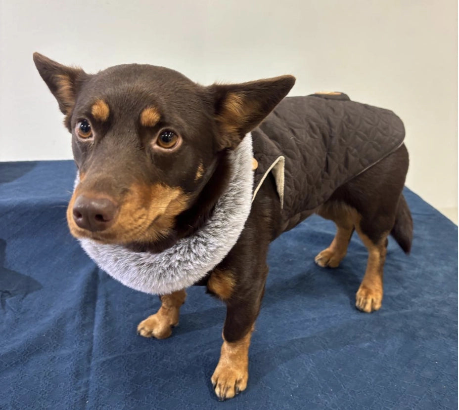 Ruskea takki integroiduilla valjailla