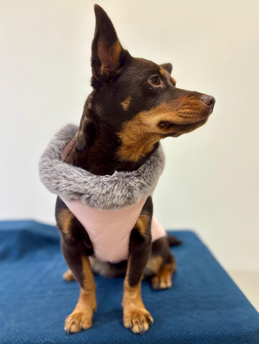 Roosa koiran takki integroiduilla valjailla