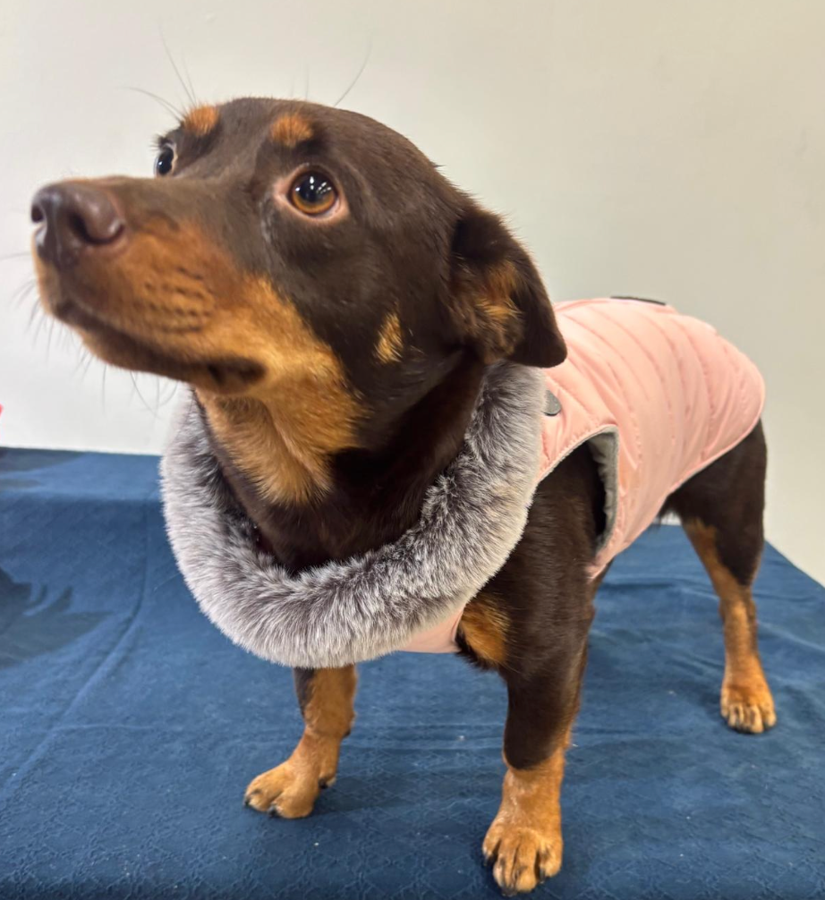 Roosa koiran takki integroiduilla valjailla