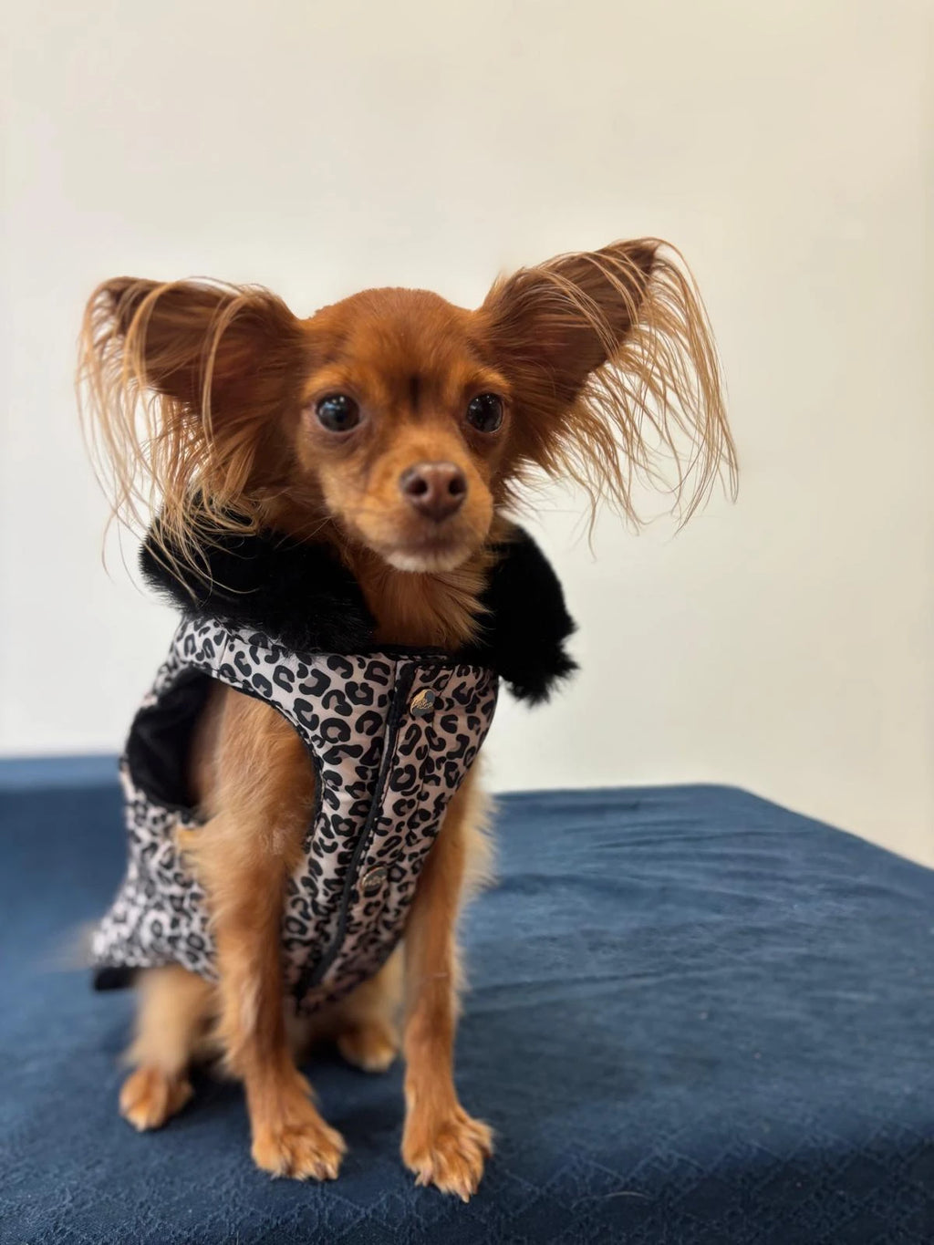 Leopardikuosillinen koiran ja kissan takki keinoturkiskauluksella