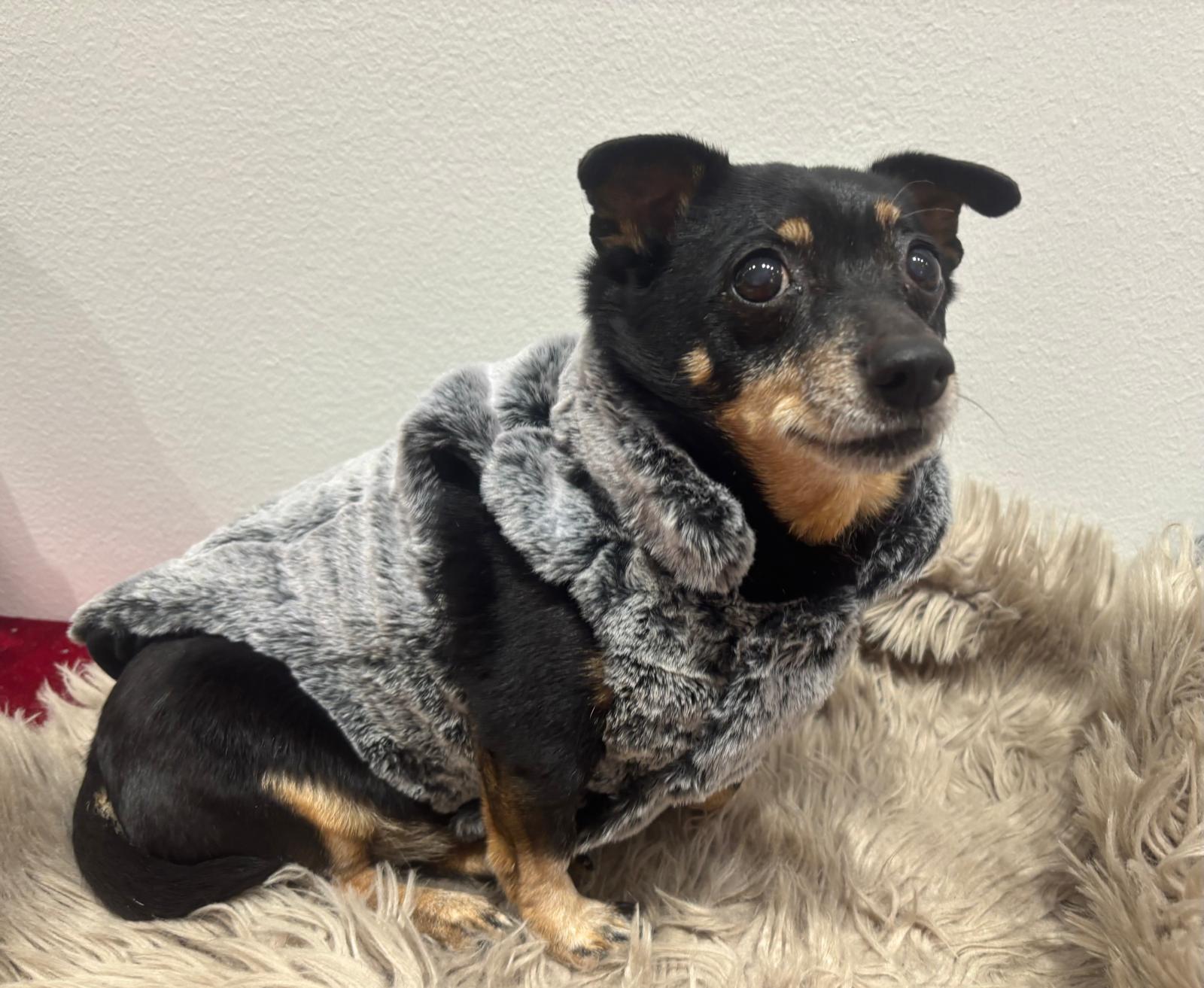 Koiran keinoturkistakki