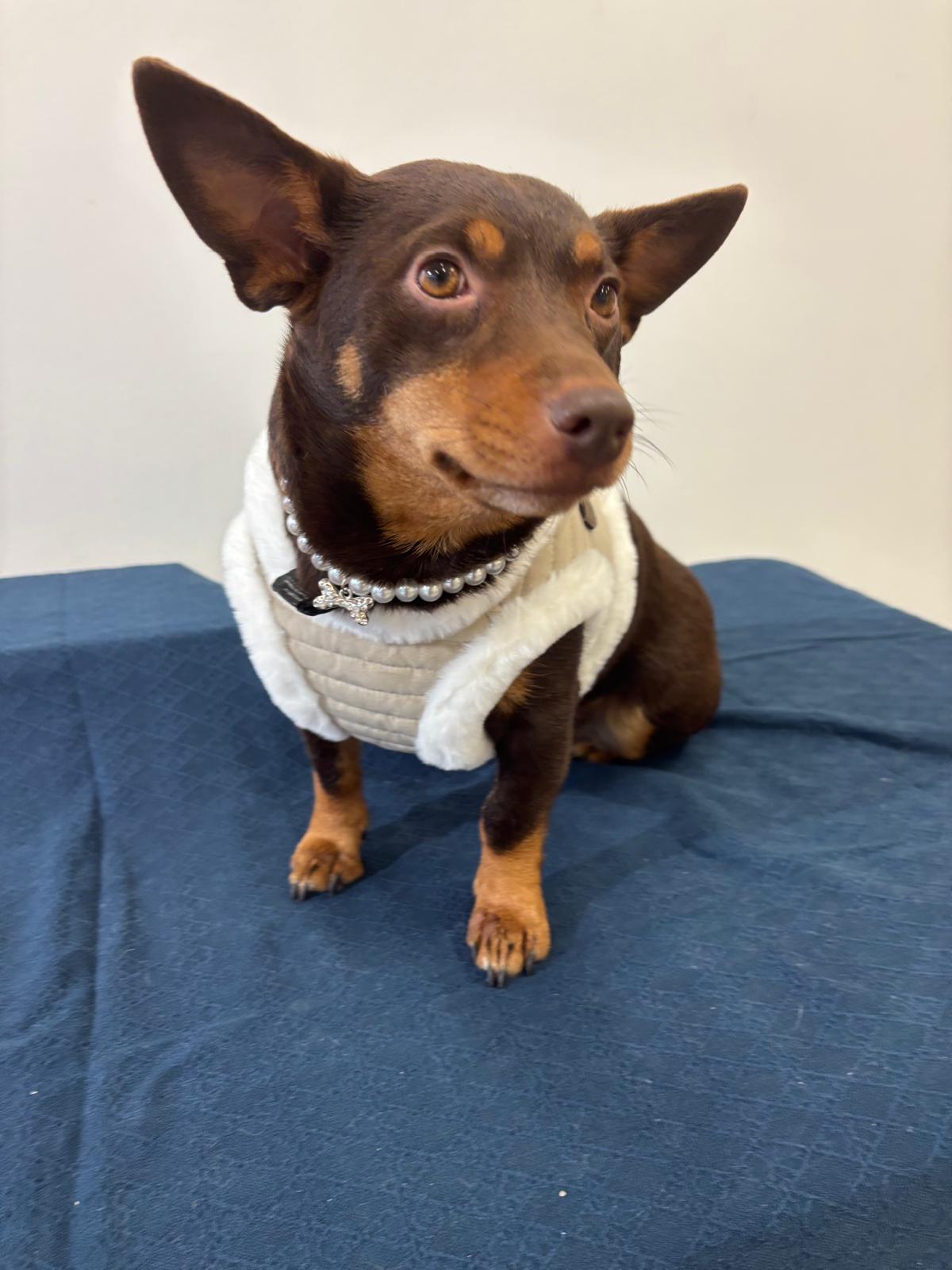 Koiran beiget karvavaljaat