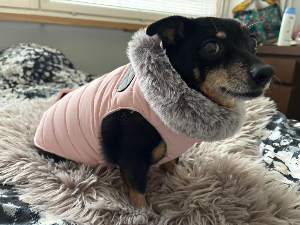 Roosa koiran takki integroiduilla valjailla