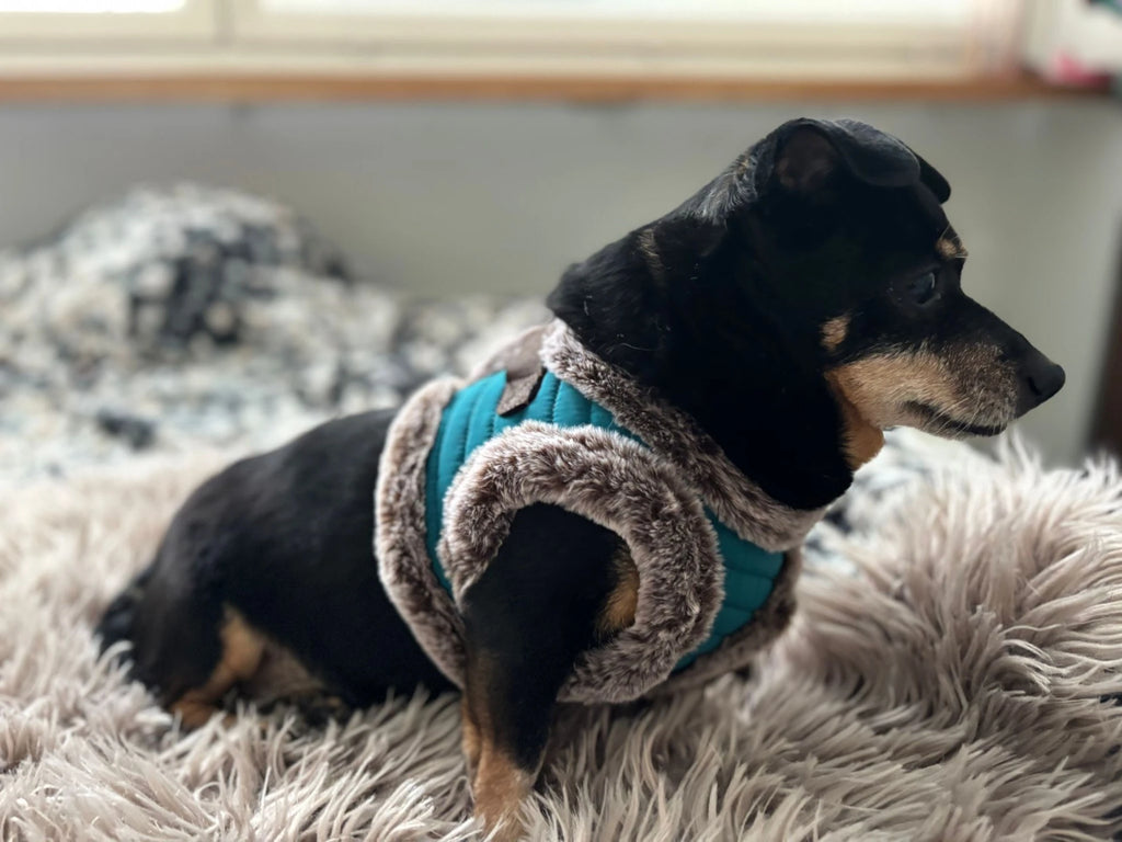 Petroolinsiniset kenoturkisvaljaat koiralle ja kissalle