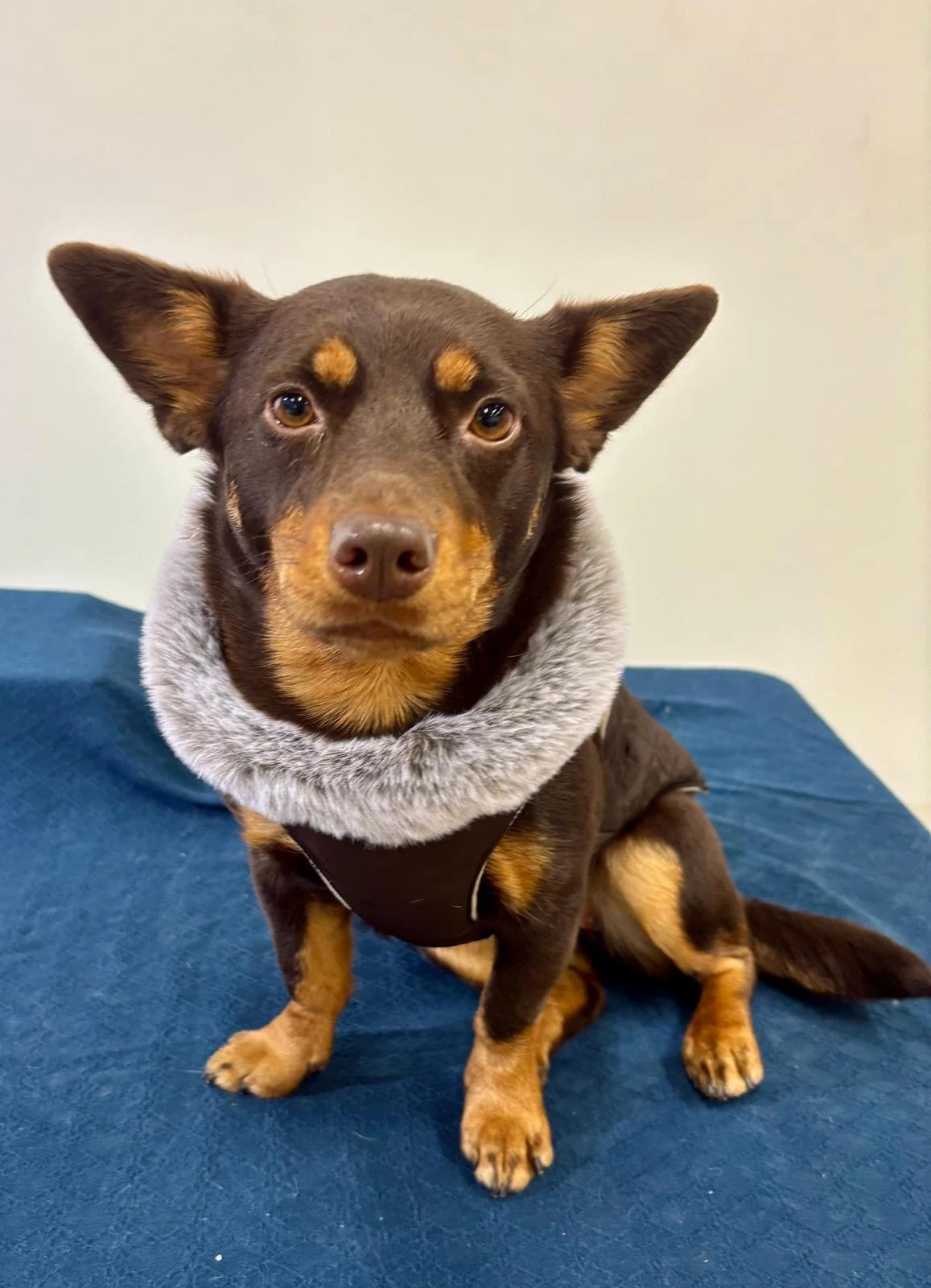 Ruskea takki integroiduilla valjailla