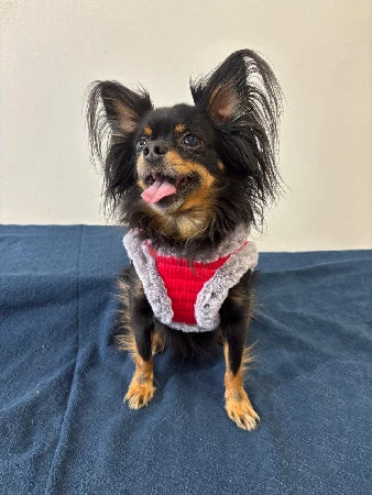 Punaiset valjaat keinoturkiksella