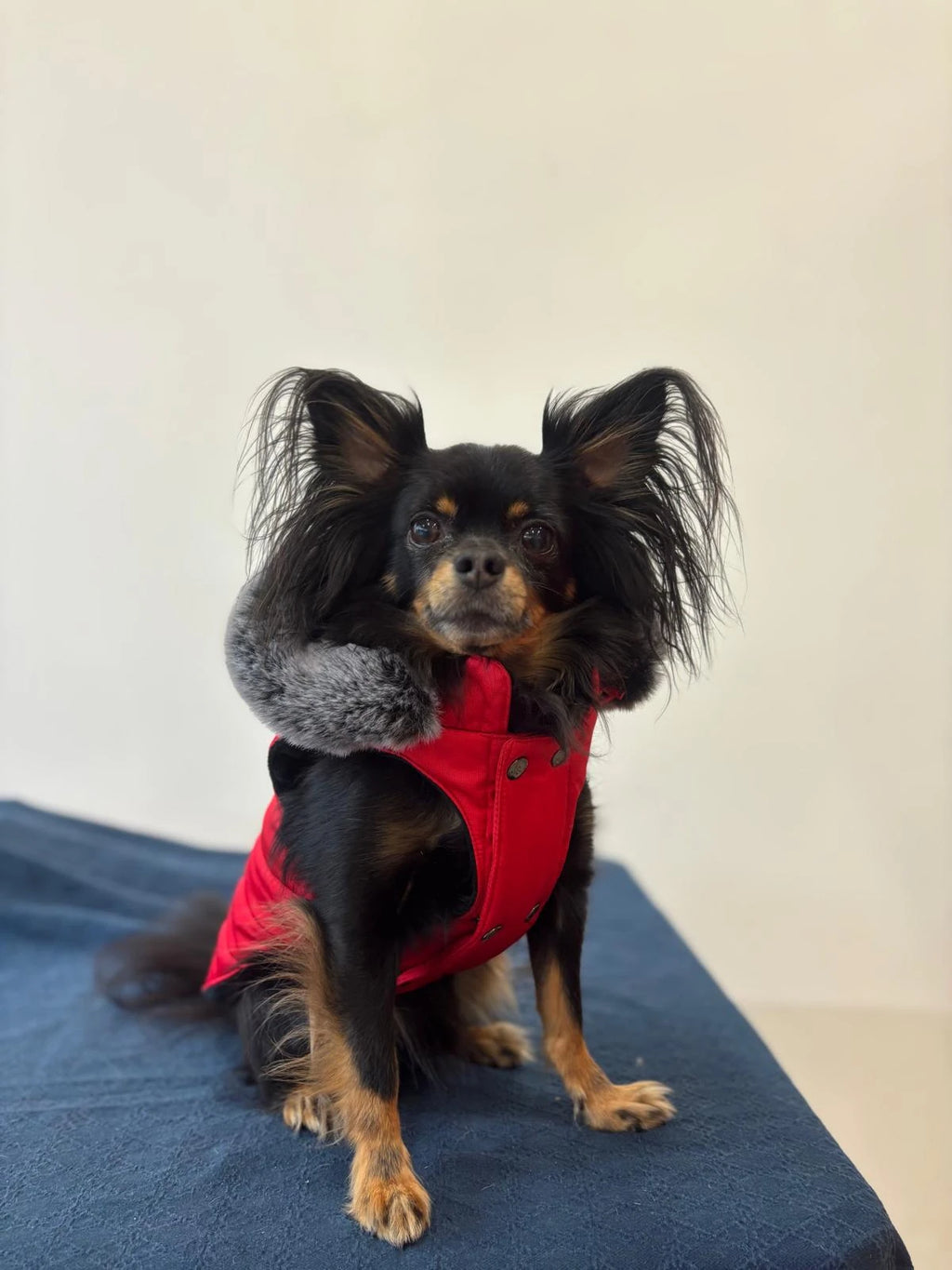 Punainen koiran talvitakki poronsarvilla