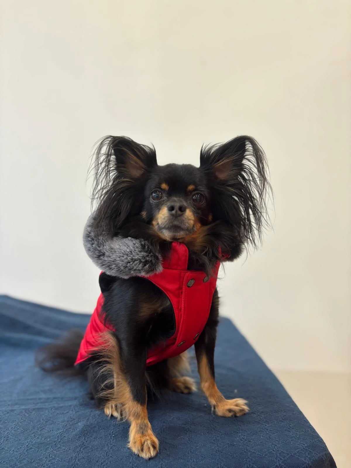 Punainen koiran talvitakki poronsarvilla