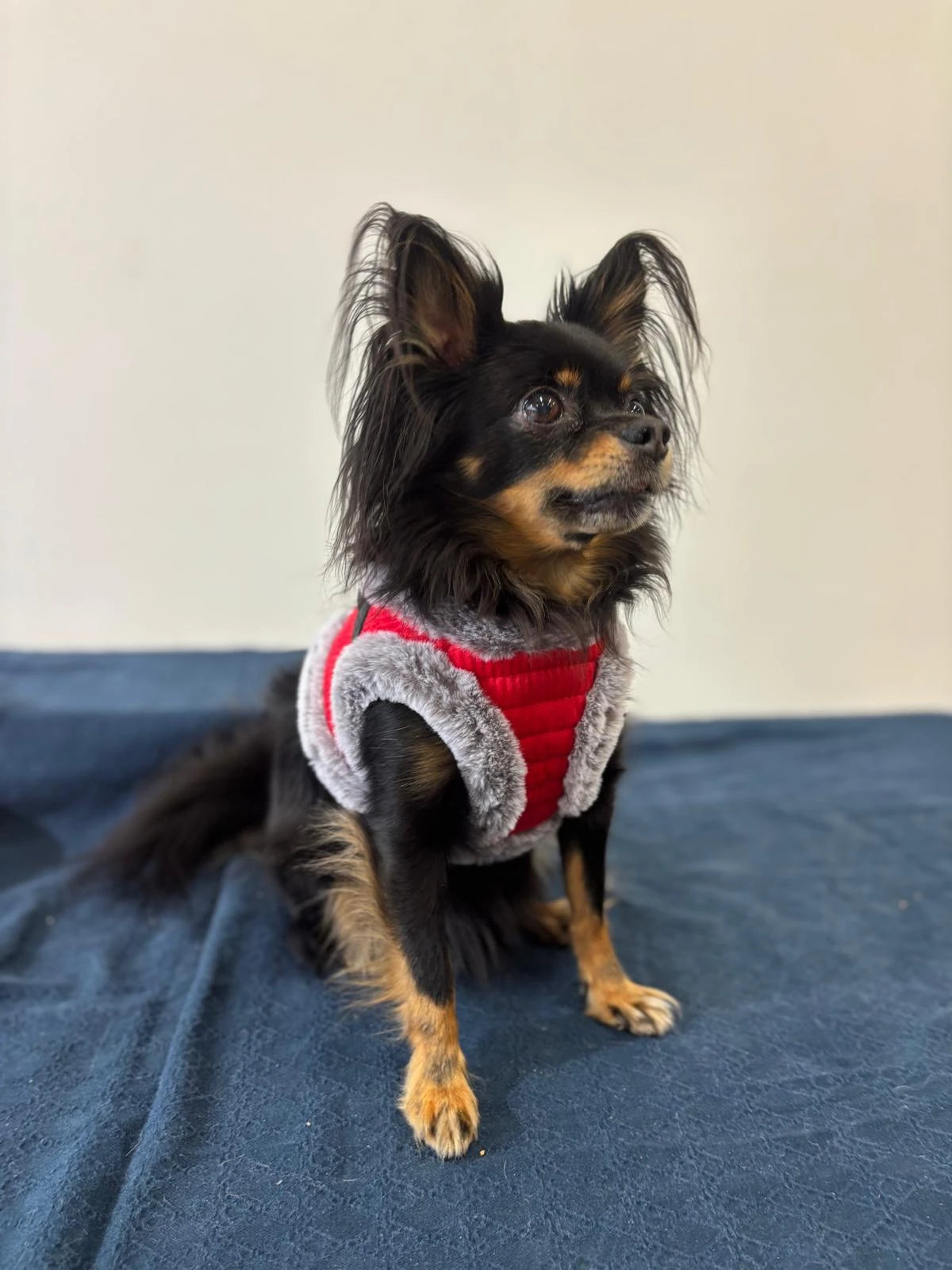 Punaiset valjaat keinoturkiksella