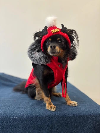 Punainen koiran talvitakki poronsarvilla